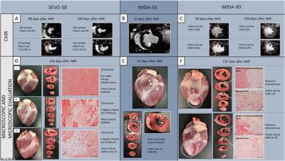 An open secret in porcine acute myocardial infarction models: The relevance of anaesthetic regime and breed in ischaemic outcomes